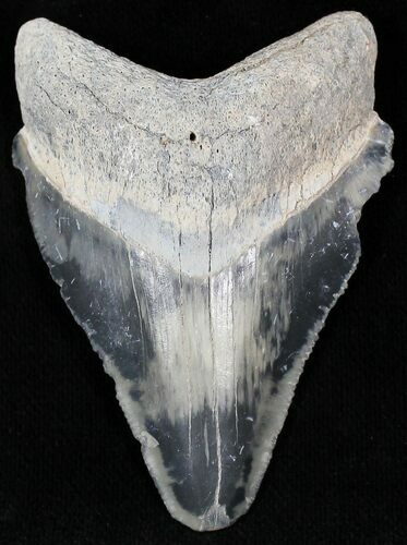 Gray & Black Calico  Bone Valley Megalodon Tooth #22194